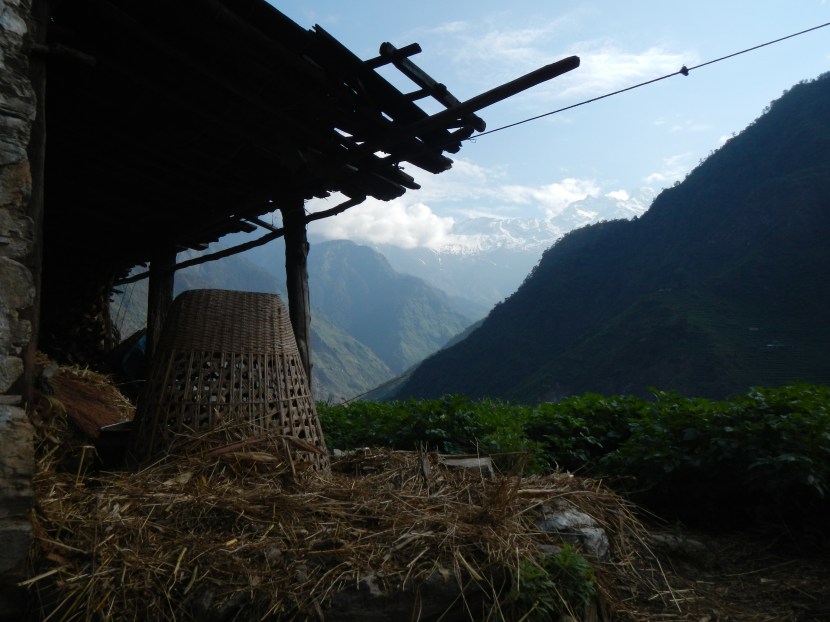 The morning view of the Ganesh Himal from Tipling village