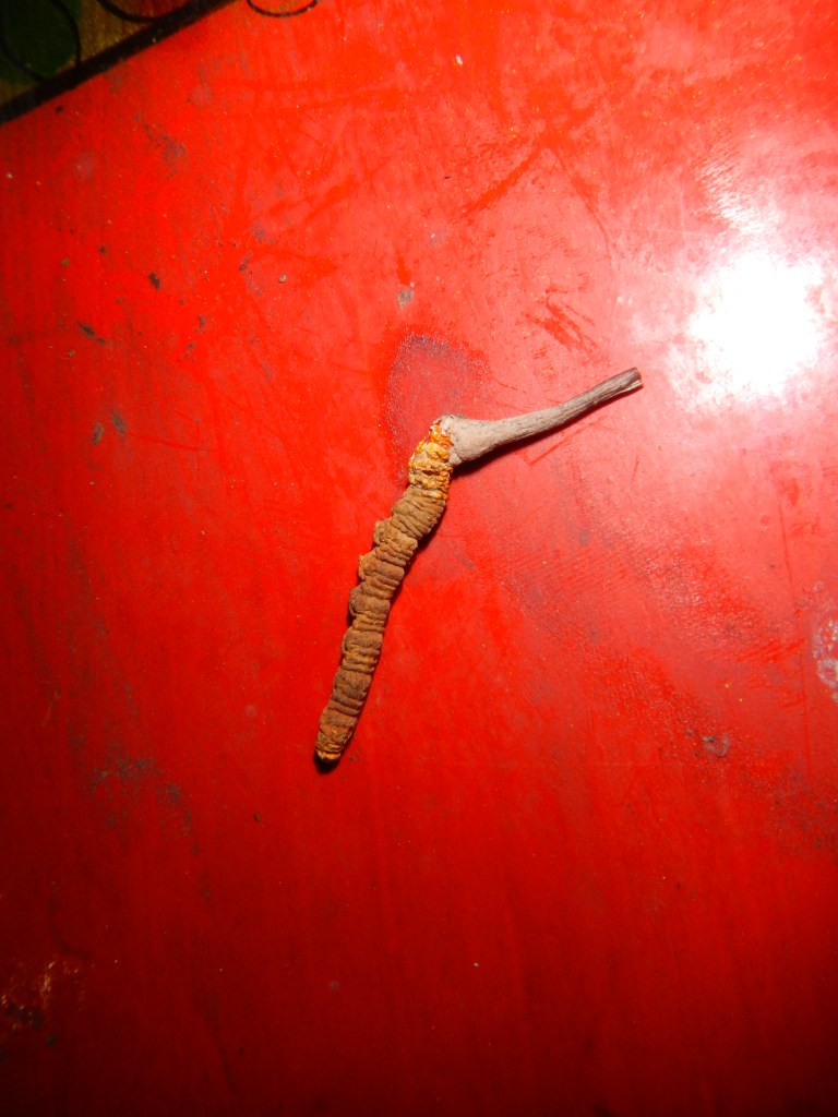 Yarsagumba.  This is a caterpillar which has been infected by a parasite causing it to solidify.  It lives under the ground between 3000-5000m and is worth a lot of money as the Chinese use them for traditional medicine.  