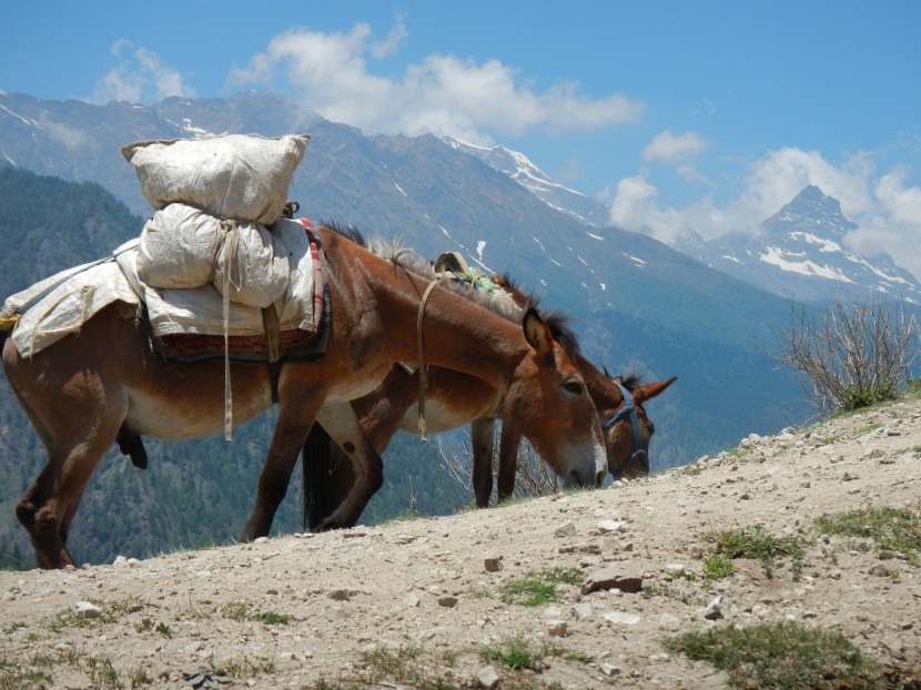 A clear day as I trekked into Simikot.  Sadly the weather didn't last.